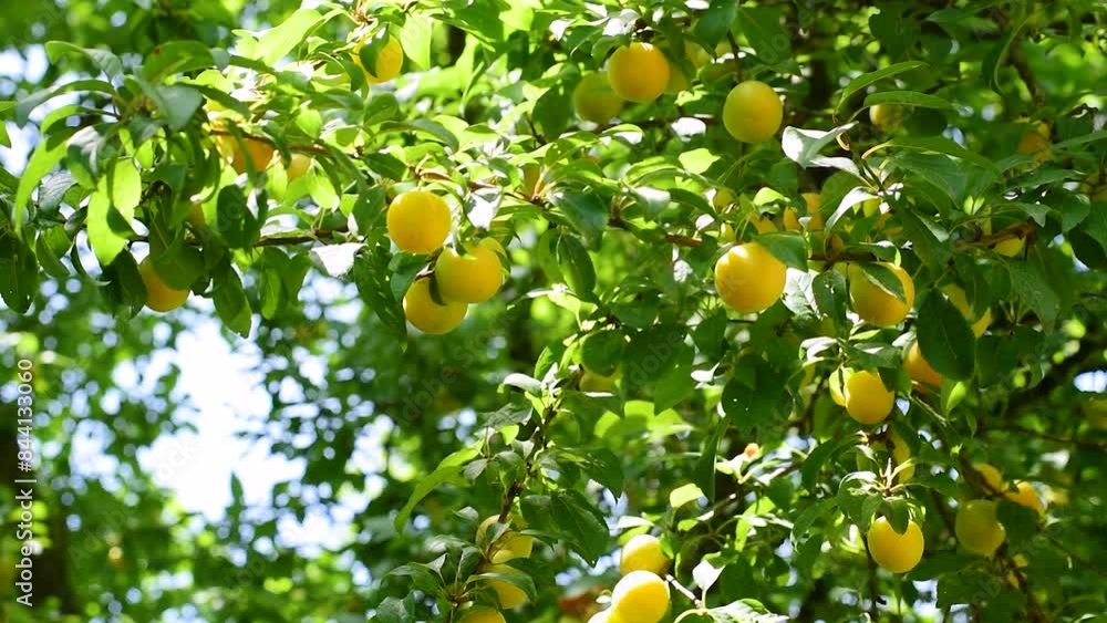lush foliage and fruits of Prunus Domestica,a species of flowering plant in the family Rosaceae,a deciduous plum tree in early June in the Italian region Lazio lush foliage and fruits of Prunus Domestica,a species of flowering plant in the family Rosaceae,a deciduous plum tree in early June in the Italian region Lazio