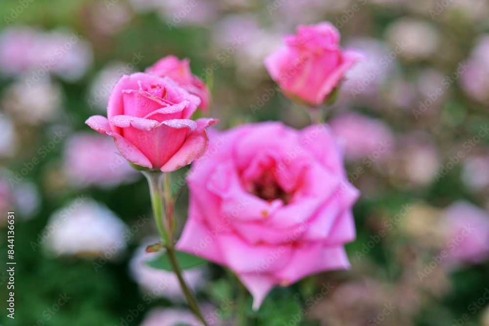 로즈, flower, 분홍, 뜰, 네이처, red, love, flower, 식물, 로즈, 식물, 개화, 미, 블로섬, 꽃잎, beautiful, 여름, 발렌타인, 꽃, 봄, 나뭇잎, 매크로, 로맨스 로즈, flower, 분홍, 뜰, 네이처, red, love, flower, 식물, 로즈, 식물, 개화, 미, 블로섬, 꽃잎, beautiful, 여름, 발렌타인, 꽃, 봄, 나뭇잎, 매크로, 로맨스
