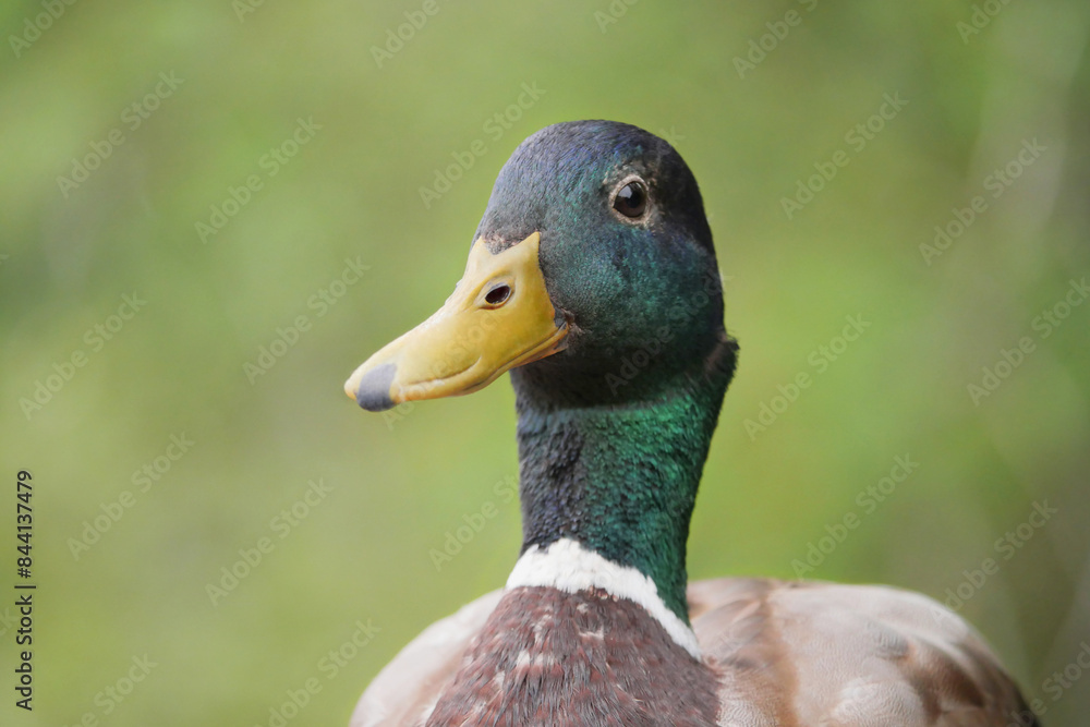 Mallard duck at Maplewood Mudflats Wild Bird Trust during a spring season in North Vancouver, British Columbia, Canada Mallard duck at Maplewood Mudflats Wild Bird Trust during a spring season in North Vancouver, British Columbia, Canada