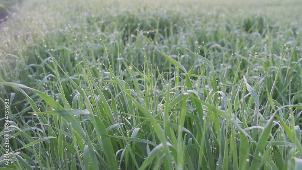 Dewdrops on the fresh green wheat on the sunrise. Nice bokeh effect of early morning golden hour. Meditation of harmony of sounds of nature. Birds and insects song of dawn. Sun red glares. Dewdrops on the fresh green wheat on the sunrise. Nice bokeh effect of early morning golden hour. Meditation of harmony of sounds of nature. Birds and insects song of dawn. Sun red glares.