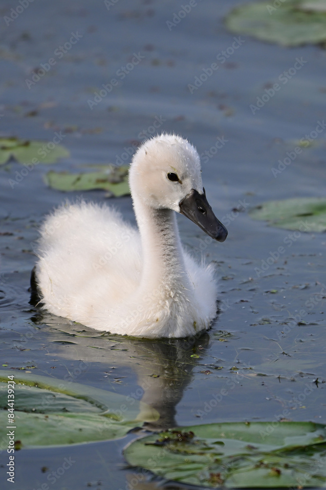 Spring scene of a cute fluffy white cygnet Mute Swan baby floating in the lily pads along a river Spring scene of a cute fluffy white cygnet Mute Swan baby floating in the lily pads along a river