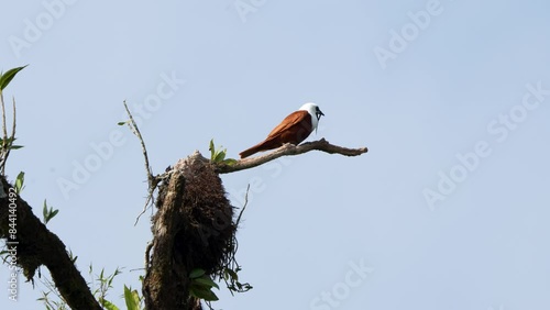 Male Three-wattled Bellbird flying in slow motion in Costa Rica