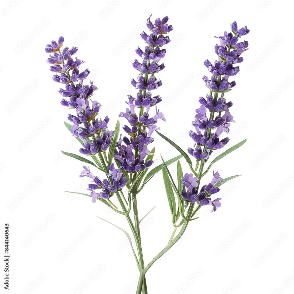 Obraz premium Lavender Sprig A sprig of lavender with vibrant purple