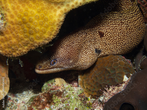 Spotted moray eels (Gymnothorax moringa) in Cozumel, Mexico.  Underwater photography and travel. photo