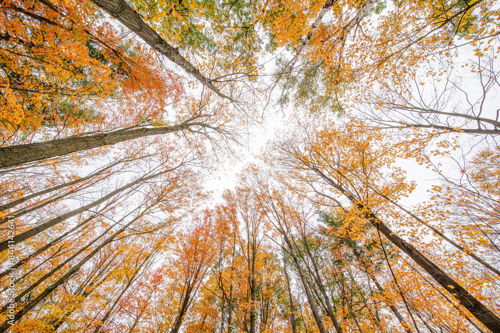 Obraz premium colors of fall, fall tree canopies, Autumn forest scene,fall background