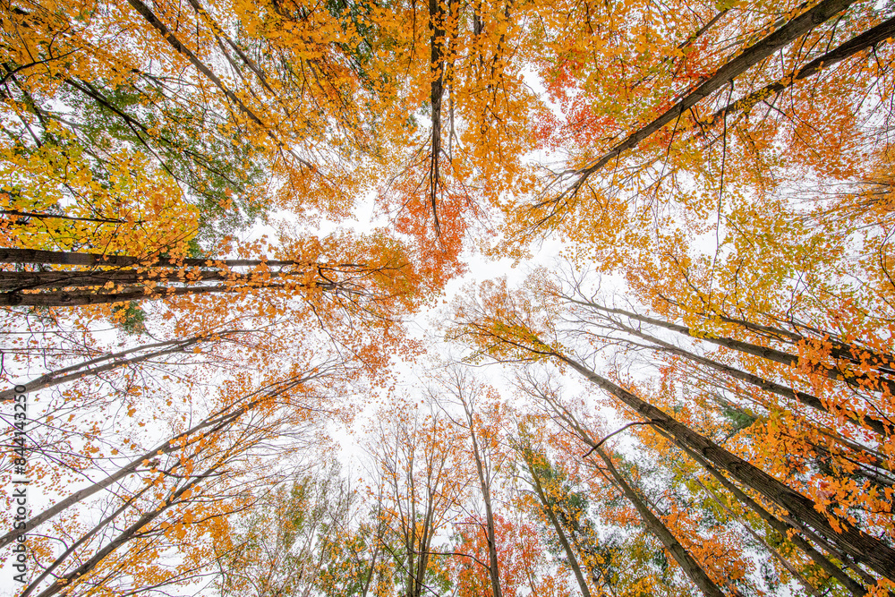 Obraz premium colors of fall, fall tree canopies, Autumn forest scene,fall background