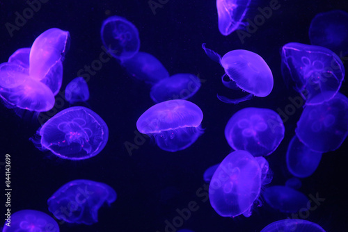 Small purple light jellyfish or medusa of bright colorful.