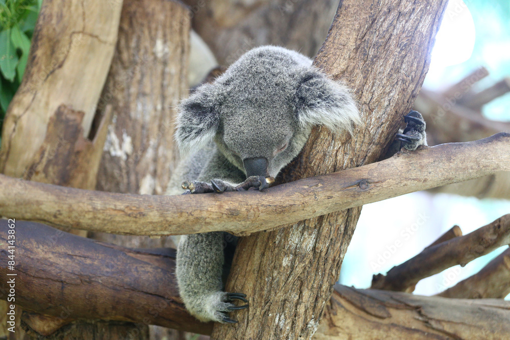 Naklejka premium Koala bear sleeping on the tree.