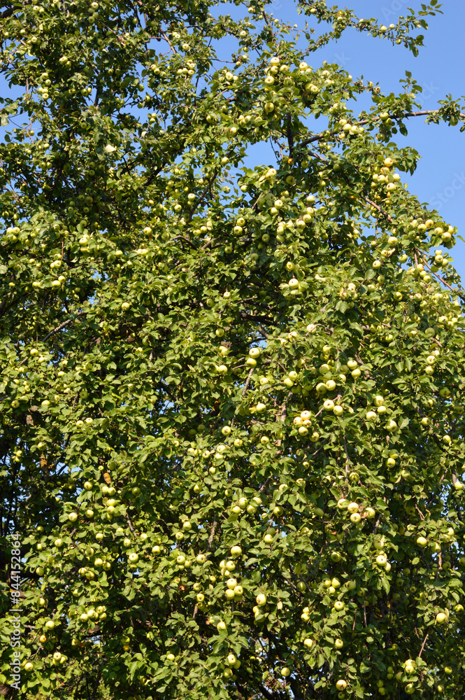 Branches with apples.