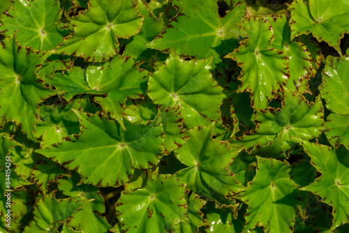 Begonia leaf texture, Green nature background, Top view