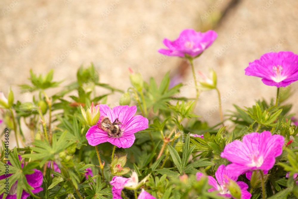 Fototapeta premium A bee in a pink geranium.