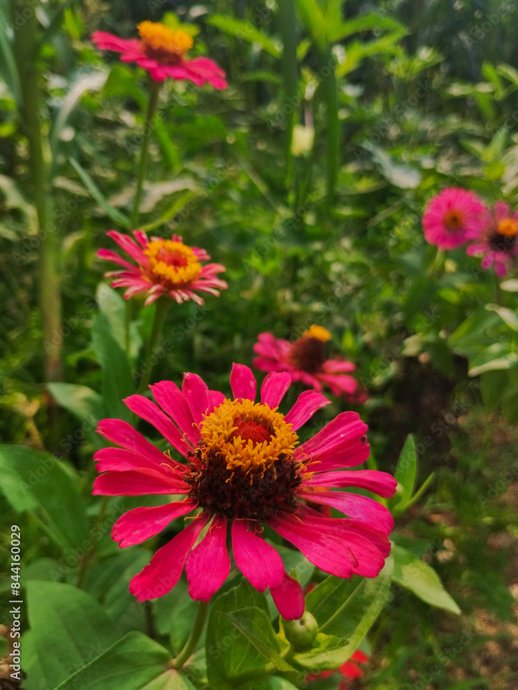 Beautiful Flowers of garden in nepal Beautiful Flowers of garden in nepal