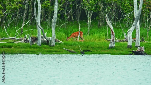 湖畔のシカの親子