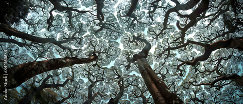 Ground-level perspective of a forest with trees showing crown shyness, their leaves barely touching, creating a natural mosaic in the sky
