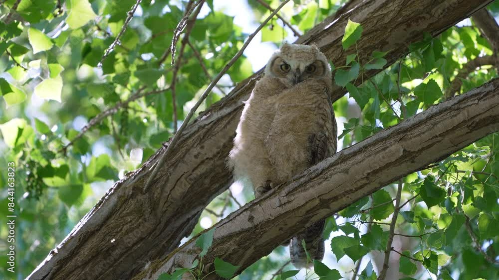 Great Horned Owl fledgling perched in a tree as it blinks. Great Horned Owl fledgling perched in a tree as it blinks.