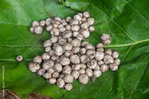 Hygroscopic earthstar mushrooms (or puff ball mushroom) on green leaf. Local people in Thailand they are collected from the wild and sold in the markets for cooked as food.