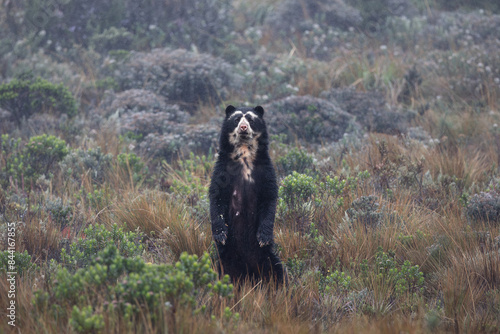 Female Spectacled Bear
