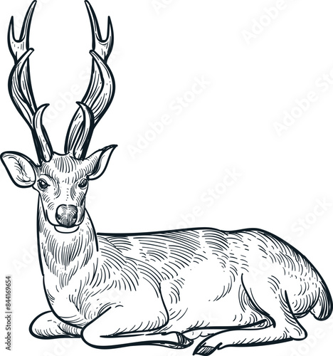 Vintage hand drawn sketch of sit antler deer