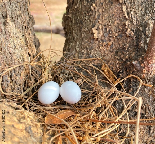 eggs in nest