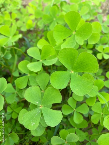 clover leaves