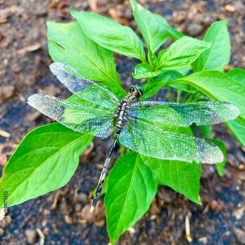 dragonfly on a leaf