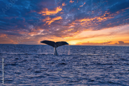 Tableau sur toile Sunset silhouette of a humback whale tail on maui.