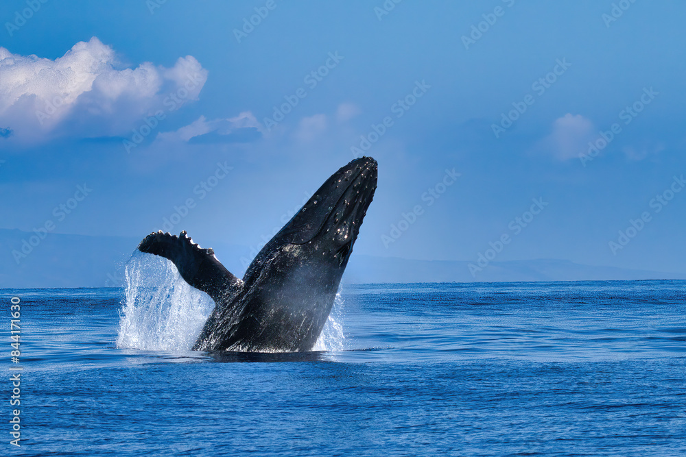 Fototapeta premium Energetic humpback whale breaching near Lahaina on Maui.