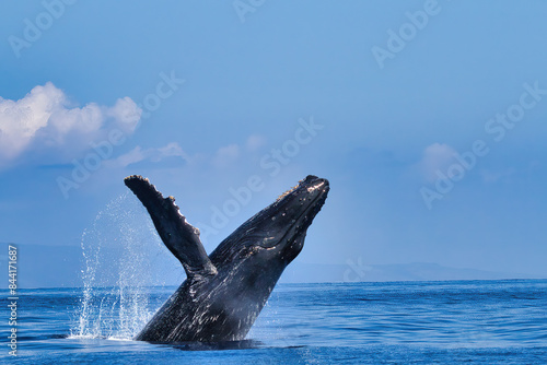 Explosive breach of a humpbackwhale on Maui.