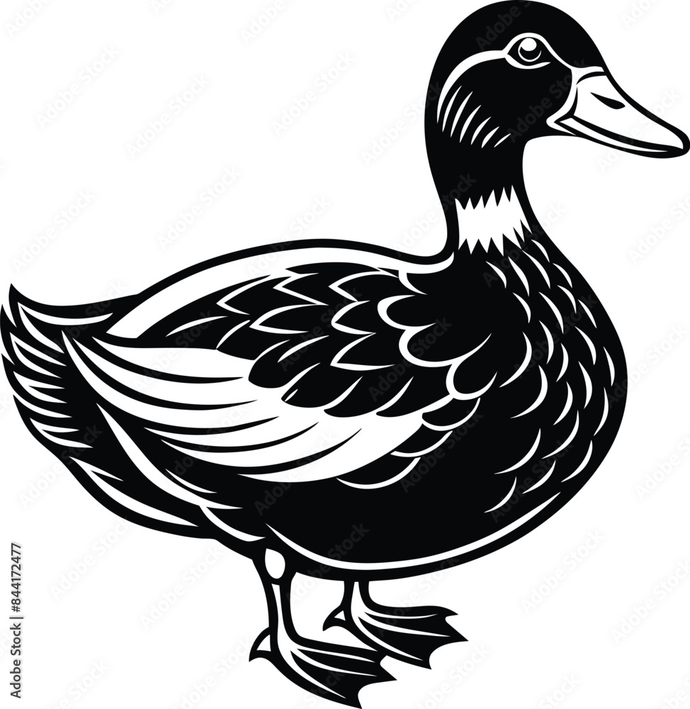 Obraz premium duck isolated on white background