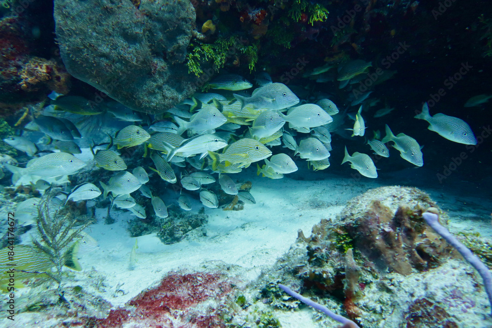 coral reef with fish coral reef with fish