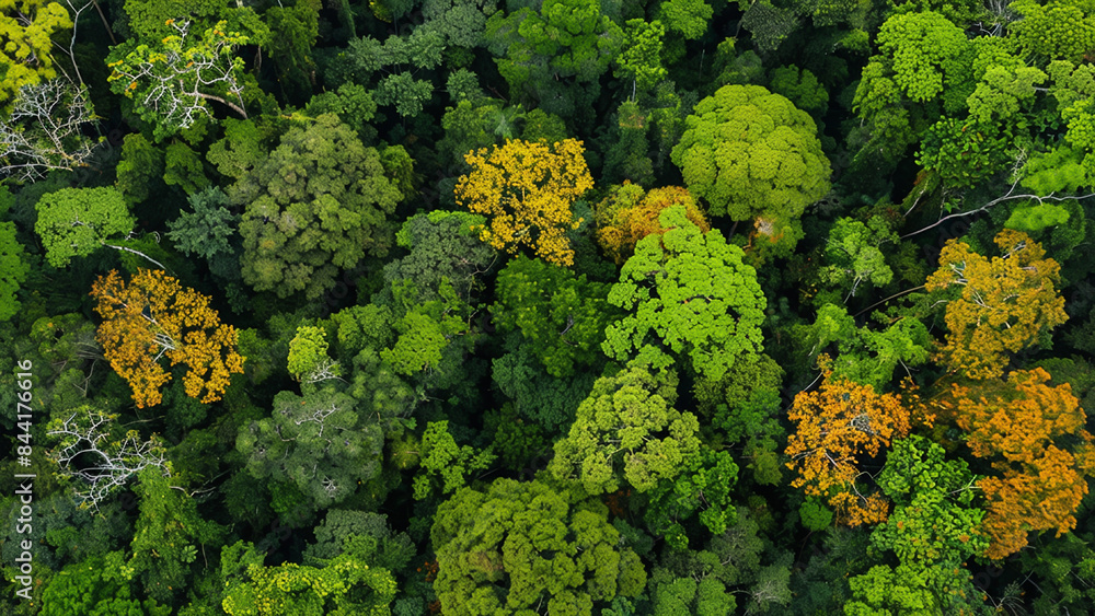 Fototapeta premium Aerial View of Dense Evergreen Forest with Lush Green Foliage