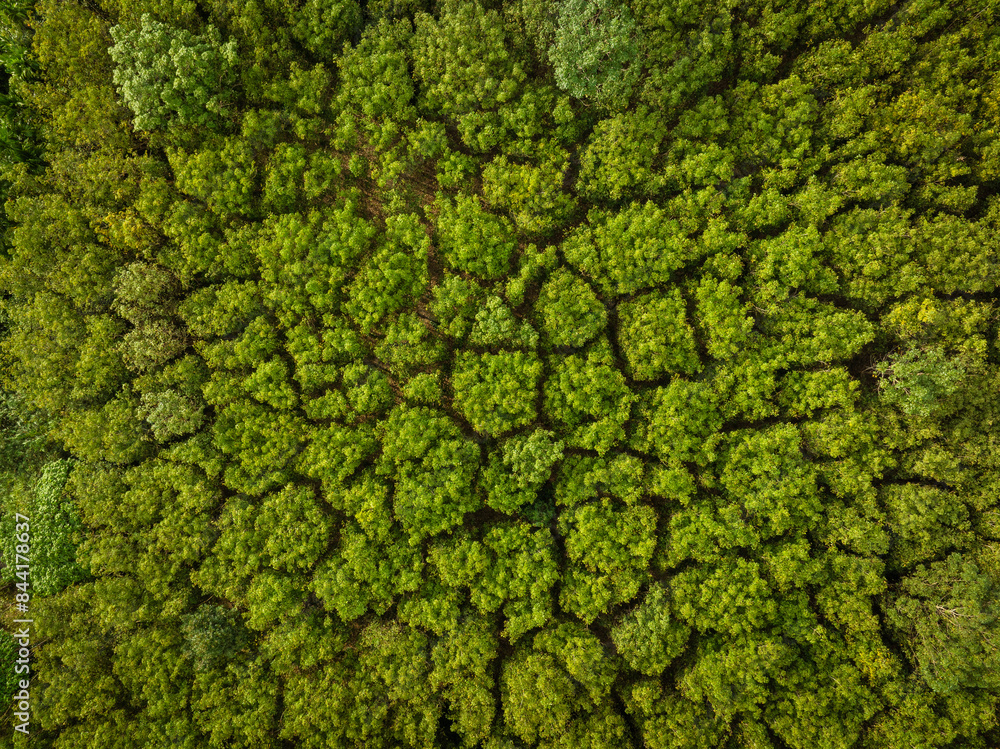 Aerial view green tree forest pattern nature leaf background Aerial view green tree forest pattern nature leaf background