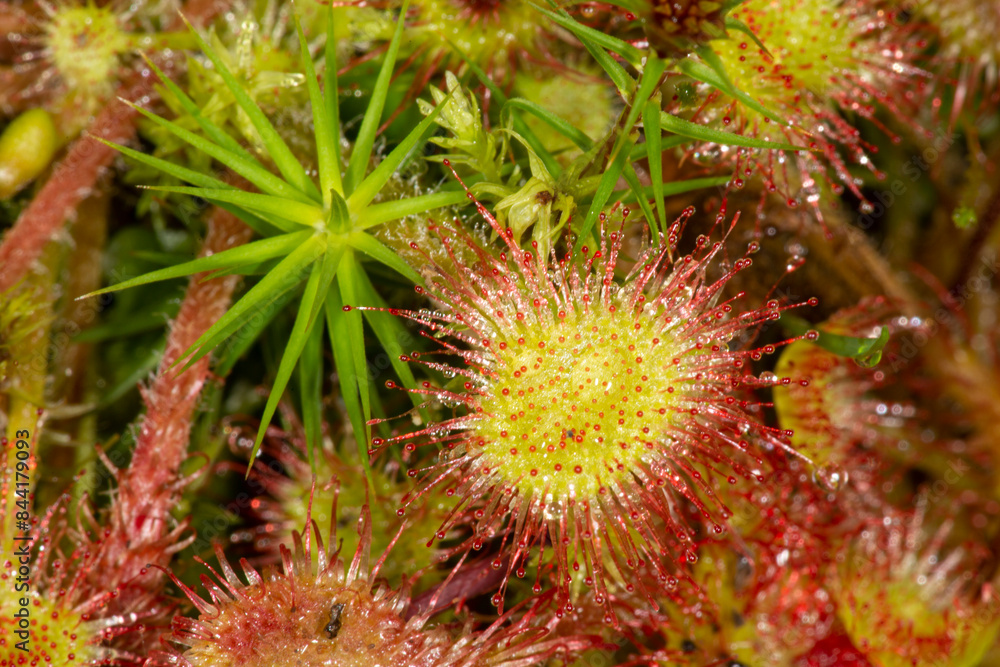 Closeup of a red, insectivorous sundew leaf in New Hampshire. Closeup of a red, insectivorous sundew leaf in New Hampshire.