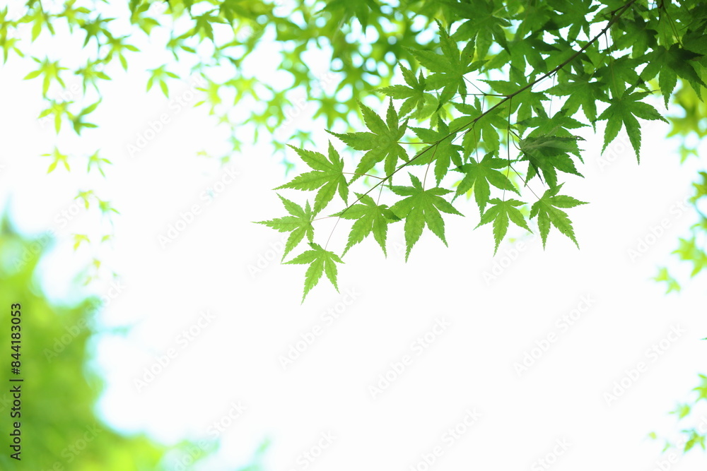 かえでの青葉 白背景 かえでの青葉 白背景