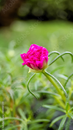 Pink flowers from an ornamental plant called purslane taken with a macro lens photo