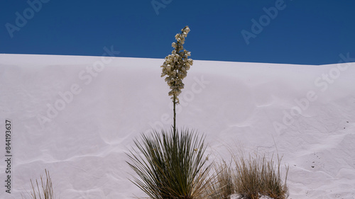 Yucca plants blossoming against background of gypsum dunes in the Tularosa Basin in South central New Mexico photo