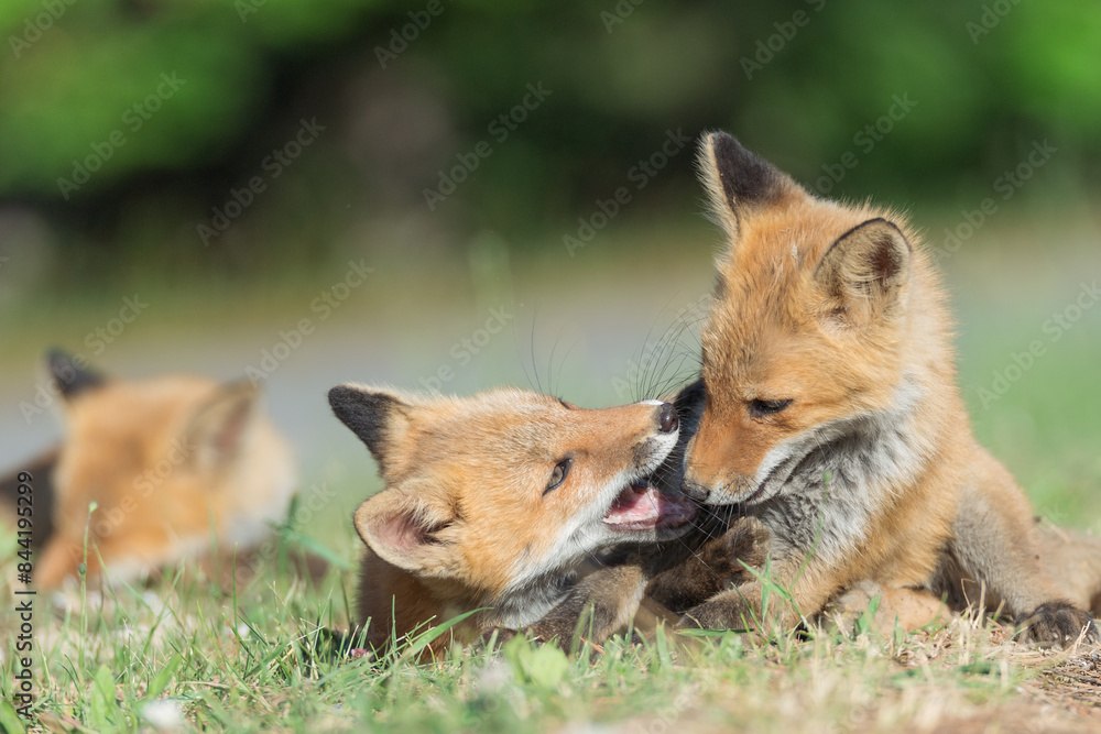 Fototapeta premium じゃれ合う