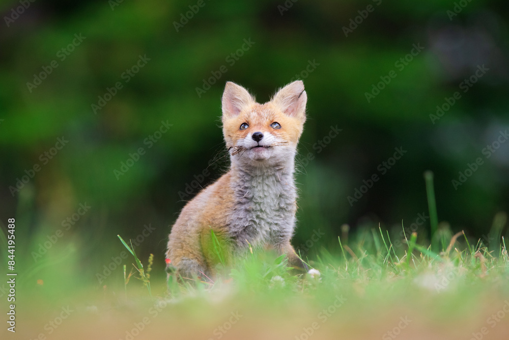 Fototapeta premium 枝