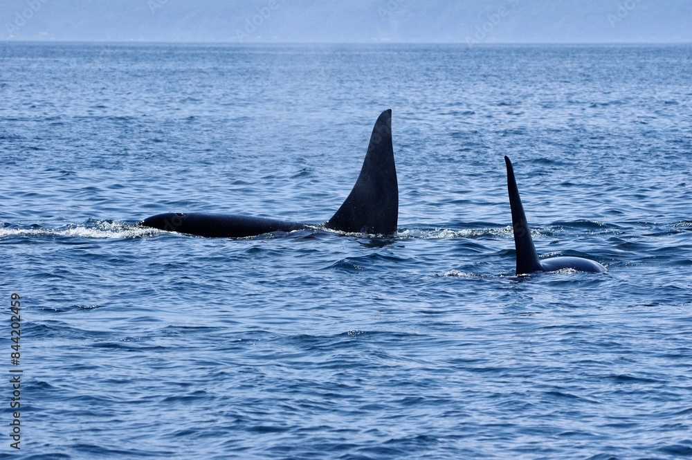 Fototapeta premium silhouette of two male Orcas, Shiretoko in Hokkaido, Japan