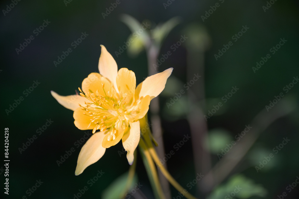 Golden columbine (Aquilegia chrysantha) flower Golden columbine (Aquilegia chrysantha) flower