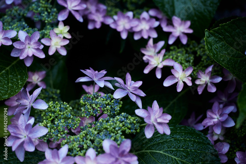 紫陽花