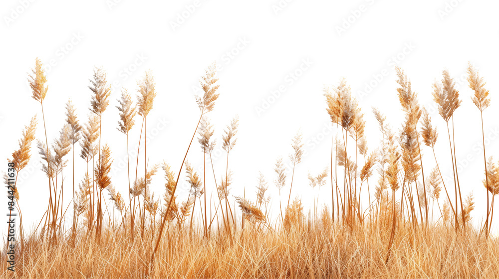 Fototapeta premium Autumn Dry Field Grass with Spikelets Isolated on Transparent or White Background, PNG