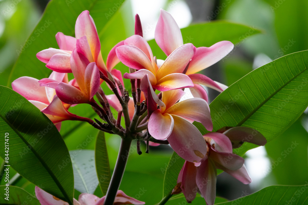 Fototapeta premium frangipani, plumeria, Kailua Kona, Hawaii
