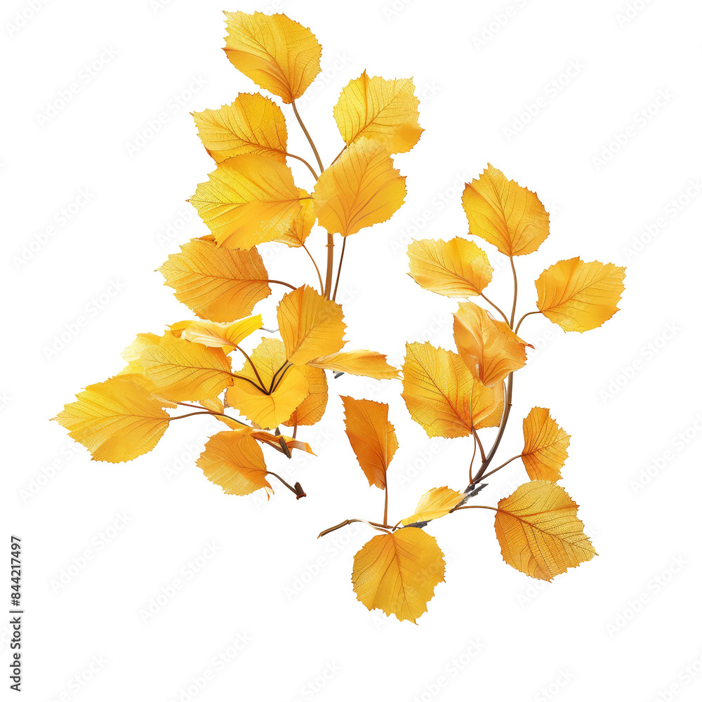 Autumn Birch Leaves Isolated on Transparent or White Background, PNG Autumn Birch Leaves Isolated on Transparent or White Background, PNG