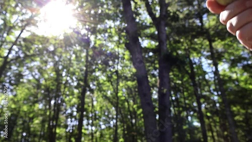 Part 1 - Corn's Detasseling. A close-up of an ear of corn slowly emerges, revealing its silky tassel and golden kernels in the sunlit field, before being gently detasseled.