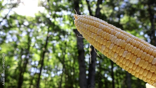 Cornfield Majesty. A single ear of corn slowly emerges from the blurred leaves, revealing its golden kernels in the sunlit field.