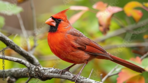 A male cardinal bird Cardinalis cardinalis © 2rogan