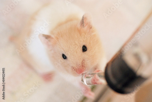 Adorable golden hamster drinking water