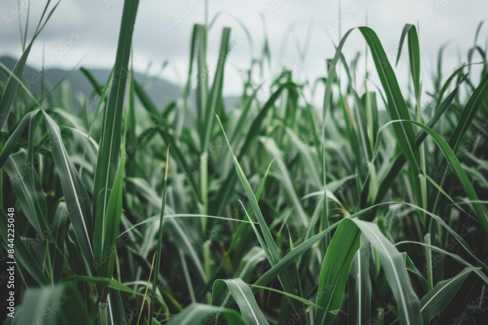 Photo of close up sugar cane fields Photo of close up sugar cane fields