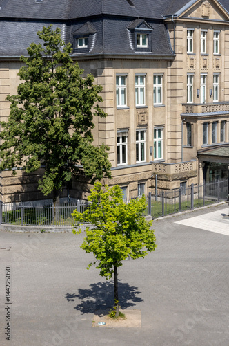 Fototapeta Naklejka Na Ścianę i Meble -  city ​​tree near an ancient building in europe

